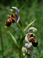 Ophrys scolopax apiformis