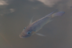 Sarotherodon melanotheron