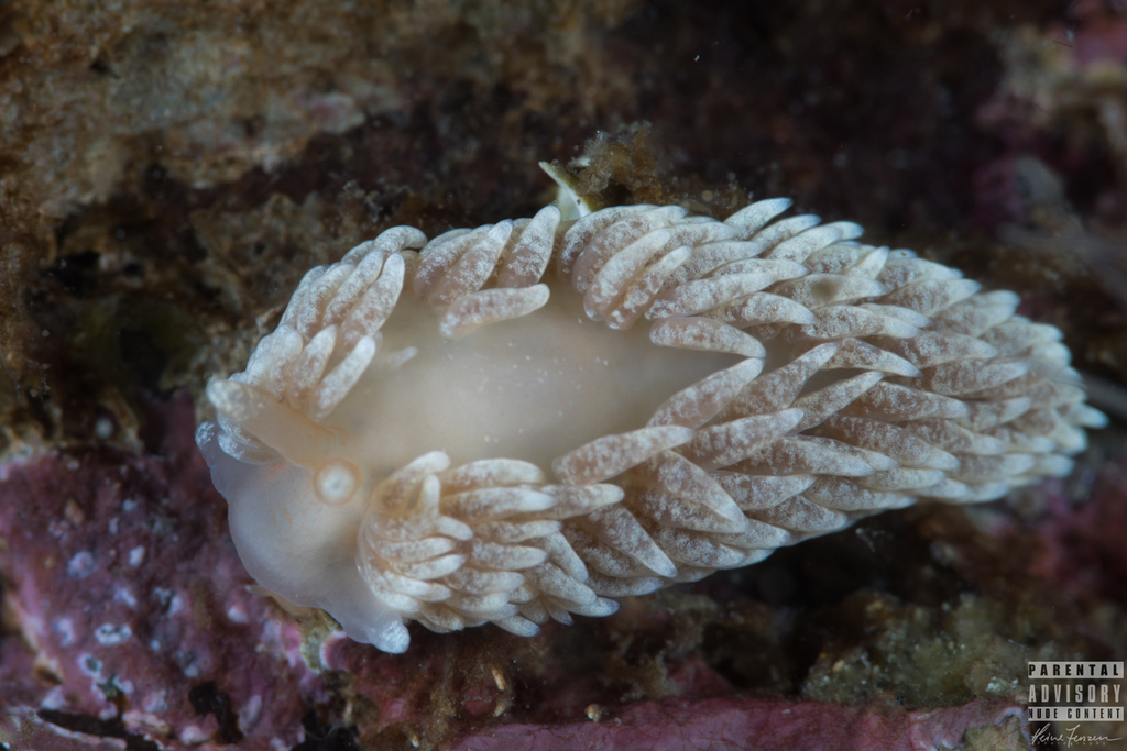 orange-brown aeolid