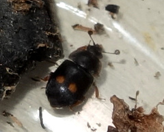 Nitidula bipunctata