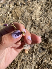 Caulanthus amplexicaulis