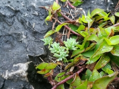 Sedum potosinum