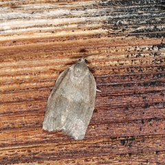 Choristoneura conflictana