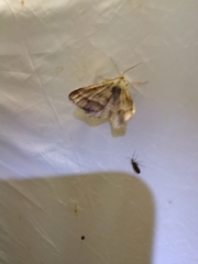 Isturgia murinaria