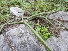 Selenicereus spinulosus