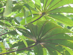 Pourouma cecropiifolia