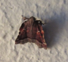 Clydonopteron sacculana