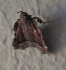 Clydonopteron sacculana