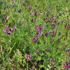 Astragalus cornutus