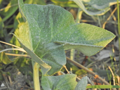 Petasites spurius