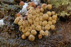 Cribraria argillacea