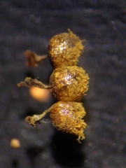 Cribraria argillacea