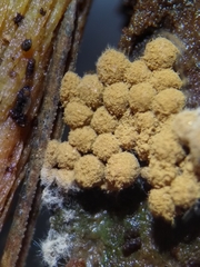 Cribraria argillacea