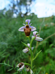 Ophrys scolopax apiformis