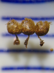 Cribraria argillacea