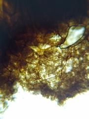 Cribraria argillacea