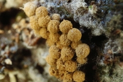 Cribraria argillacea