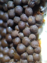 Cribraria argillacea