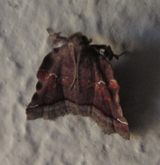Clydonopteron sacculana