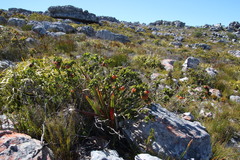 Liparia splendens splendens