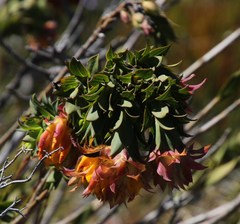 Liparia splendens splendens