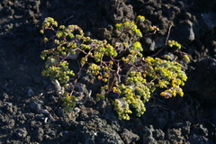 Euphorbia amplexicaulis