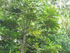Pourouma cecropiifolia