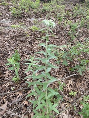 Lithospermum bejariense
