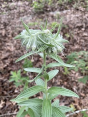Lithospermum bejariense