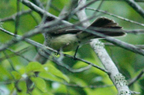 Sooty-crowned Flycatcher (Myiarchus phaeocephalus), photo 5