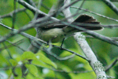 Myiarchus phaeocephalus