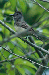 Myiarchus phaeocephalus