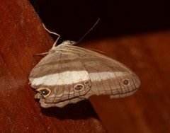 Euptychoides albofasciata