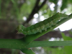 Orthosia hibisci