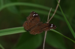 Junonia natalica natalica