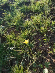 Gagea bulbifera