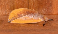 Hemiceratinae