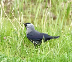 Corvus monedula