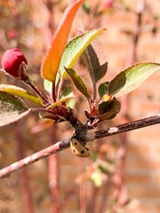 Coccinella septempunctata