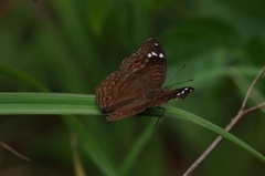 Junonia natalica natalica