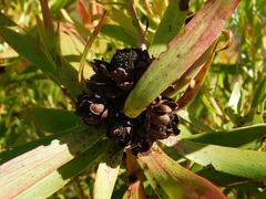 Leucadendron microcephalum