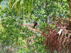 Patagioenas subvinacea