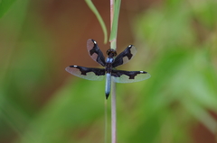 Palpopleura portia