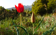 Tulipa undulatifolia