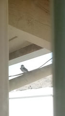 Tachycineta thalassina