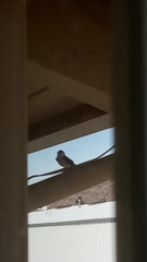 Tachycineta thalassina