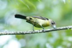 Ramphocelus flammigerus icteronotus