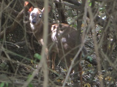 Nesotragus moschatus