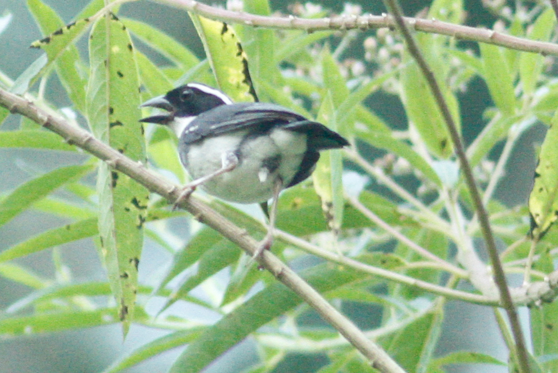Black-capped Sparrow (Arremon abeillei), photo 8