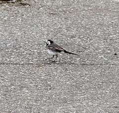 Motacilla alba